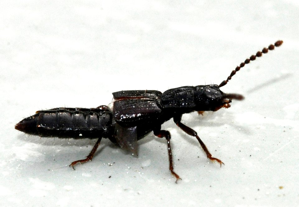 Coprophilus-striatulus-03-fws