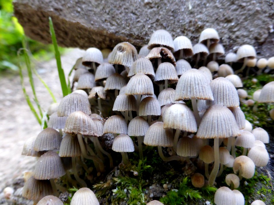 Coprinellus-disseminatus-3