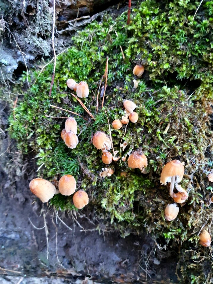 Coprinellus micaceus 104697778