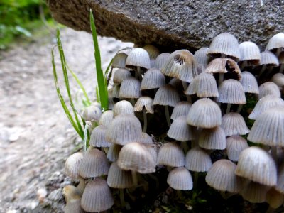 Coprinellus-disseminatus-4 photo