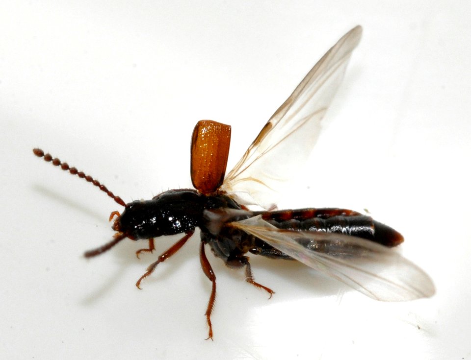Coprophilus-striatulus-08-fws