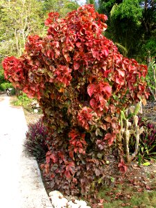 Copperleaf (Acalypha wilkesiana) bush
