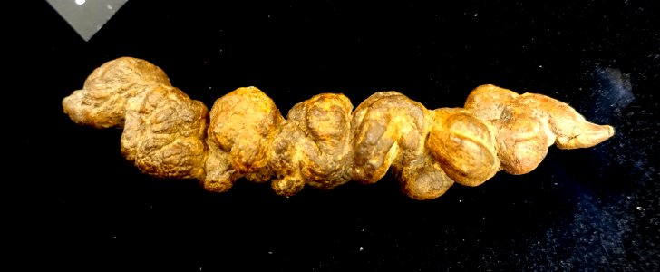 Coprolite 1 of 2, Upper Triassic period - University of Arizona Mineral Museum - University of Arizona - Tucson, AZ - DSC08568