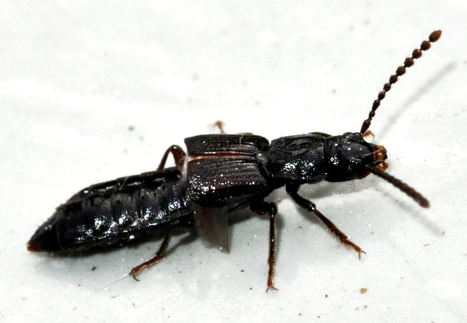 Coprophilus-striatulus-02-fws