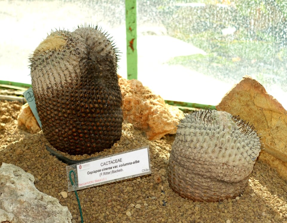 Copiapoa cinerea var. columna-alba - Orto botanico - Rome, Italy - DSC09925