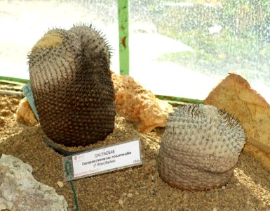 Copiapoa cinerea var. columna-alba - Orto botanico - Rome, Italy - DSC09925
