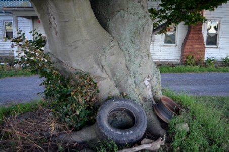 Copper Beech Fagus sylvatica purpurea trunk 02