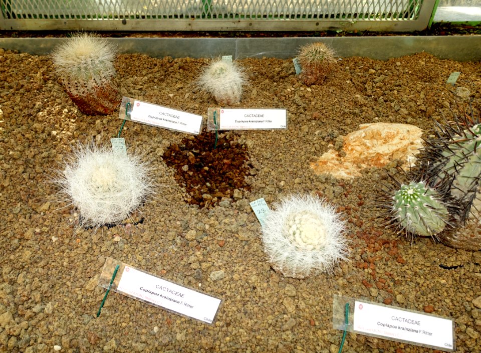 Copiapoa krainziana - Orto botanico - Rome, Italy - DSC09916