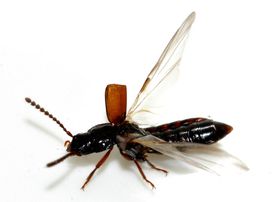 Coprophilus-striatulus-07-fws