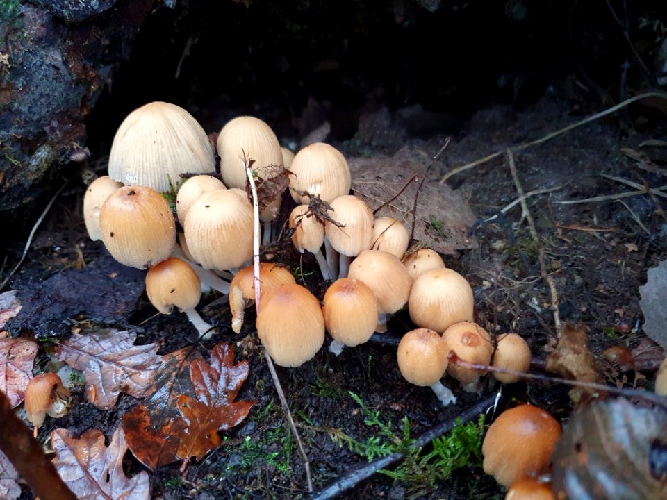 Coprinellus micaceus 105579956