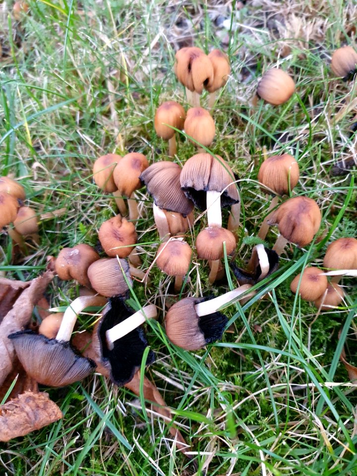 Coprinellus micaceus 105030717