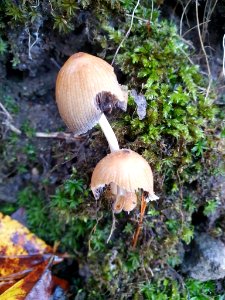 Coprinellus micaceus 104697766