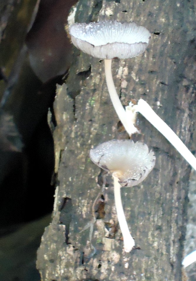 Coprinopsis sp. - Mindanao, Philippines 1