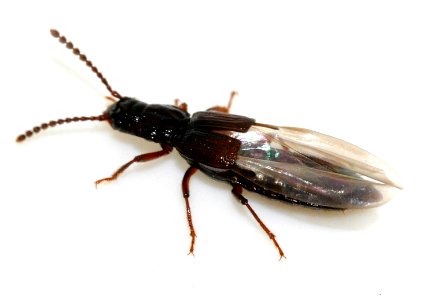 Coprophilus-striatulus-09-fws