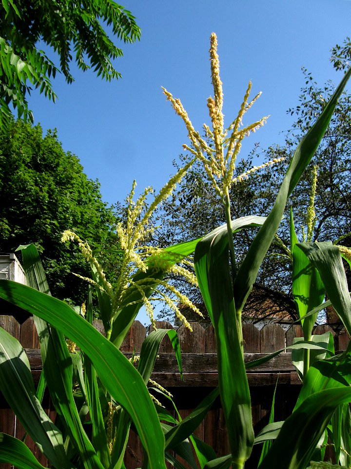 Corn tassels, 2020-08-03, Beechview, 01