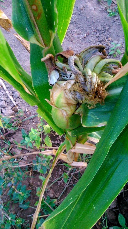 Corn smut Java Pj DSC 0016