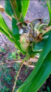 Corn smut Java Pj DSC 0016