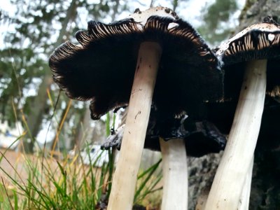 Coprinopsis atramentaria 104592213