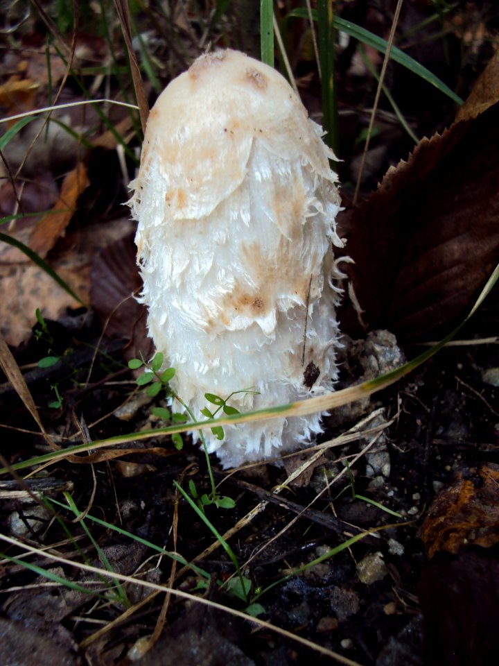 Coprinus comatus Podkomorské lesy
