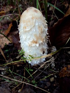 Coprinus comatus Podkomorské lesy