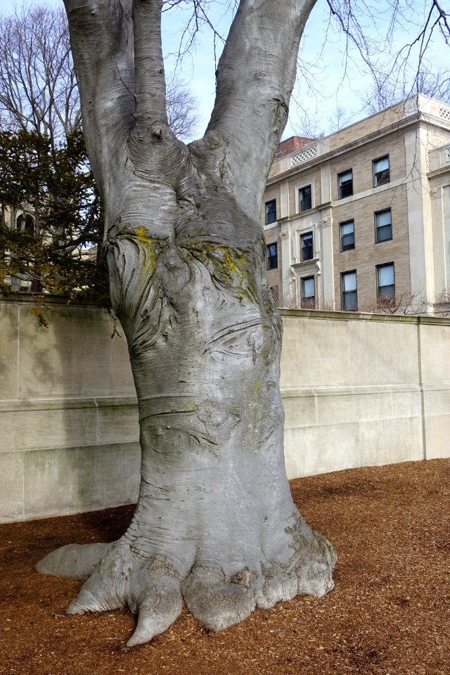 Copper beech at Gray House - MIT, Cambridge, MA - DSC05601