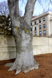 Copper beech at Gray House - MIT, Cambridge, MA - DSC05601