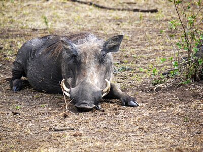 Uganda ugly doze