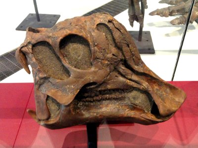 Corythosaurus cauarius, juvenile skull and jaws, Dinosaur Provincial Park, Alberta, Canada, Late Cretaceous - Royal Ontario Museum - DSC00025