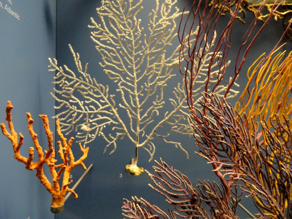 Coral exhibit - Naturmuseum Senckenberg - DSC02153