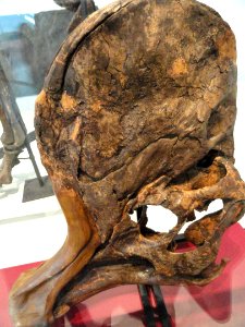 Corythosaurus cauarius, adult skull and jaws, Dinosaur Provincial Park, Alberta, Canada, Late Cretaceous - Royal Ontario Museum - DSC00027