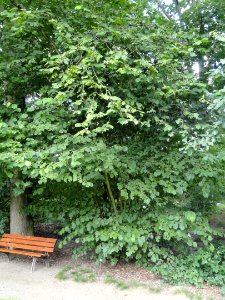 Corylus avellana - Botanischer Garten, Frankfurt am Main - DSC02597