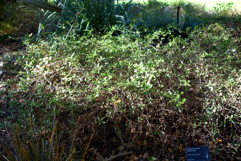 Coprosma pumila 'Verde Vista' - Leaning Pine Arboretum - DSC05818