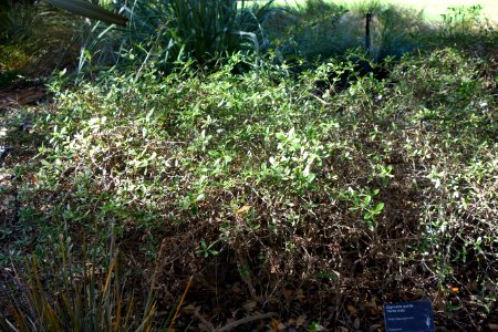 Coprosma pumila 'Verde Vista' - Leaning Pine Arboretum - DSC05818