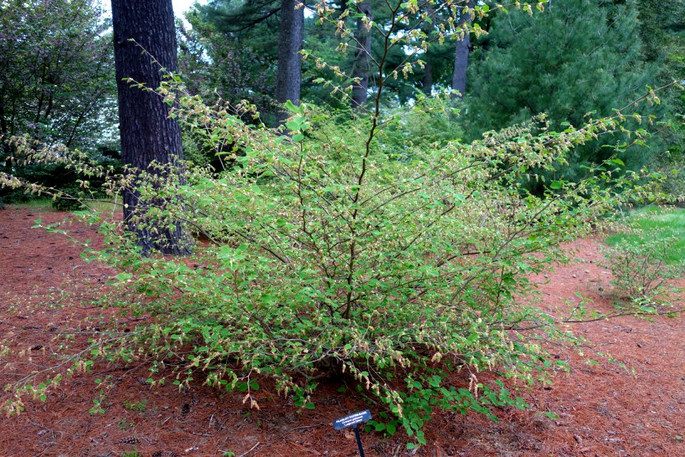 Corylopsis glabrescens 'Longwood Chimes' - Longwood Gardens - DSC00728
