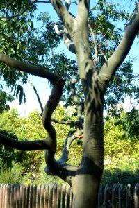 Corymbia torelliana (Eucalyptus torelliana) - Jardín Botánico de Barcelona - Barcelona, Spain - DSC08935