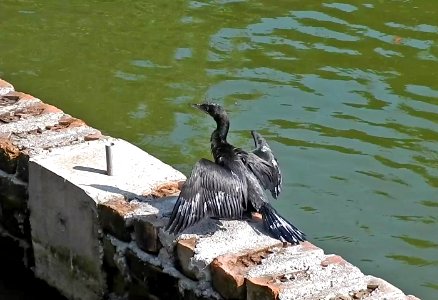 Cormorant Diver Bird (154947855)
