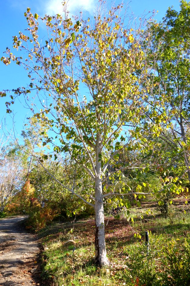 Corylus yunnanensis - Quarryhill Botanical Garden - DSC03773