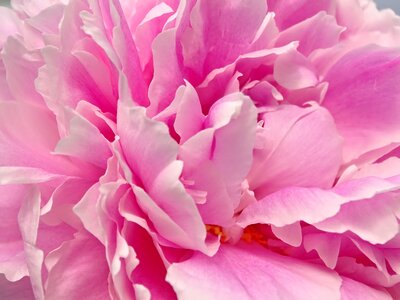 Pink petals poetry photo