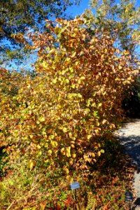 Corylus heterophylla var. sutchuenensis - Quarryhill Botanical Garden - DSC03246