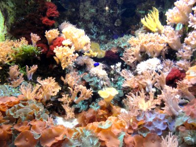 Coral aquarium - Springfield Science Museum - Springfield, MA - DSC03472