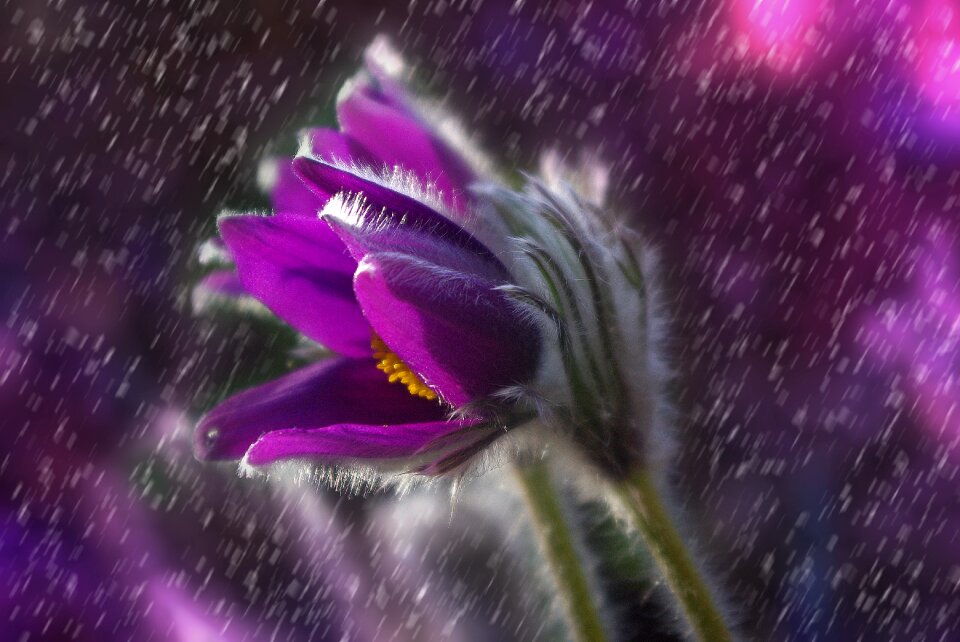 Plant garden purple