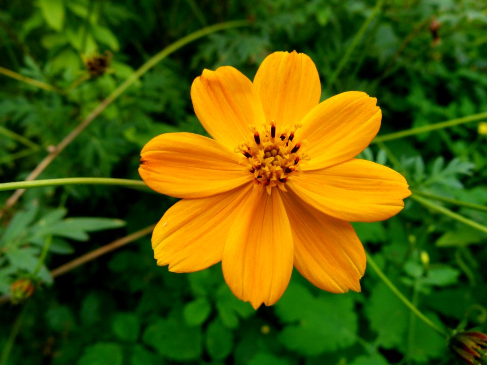 Cosmos sulphureus (4)
