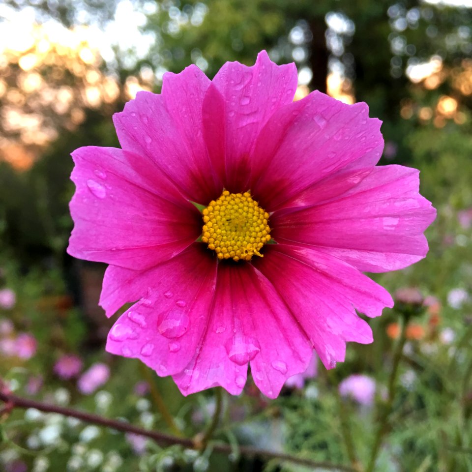 Cosmos bipinnatus IMG 7366---