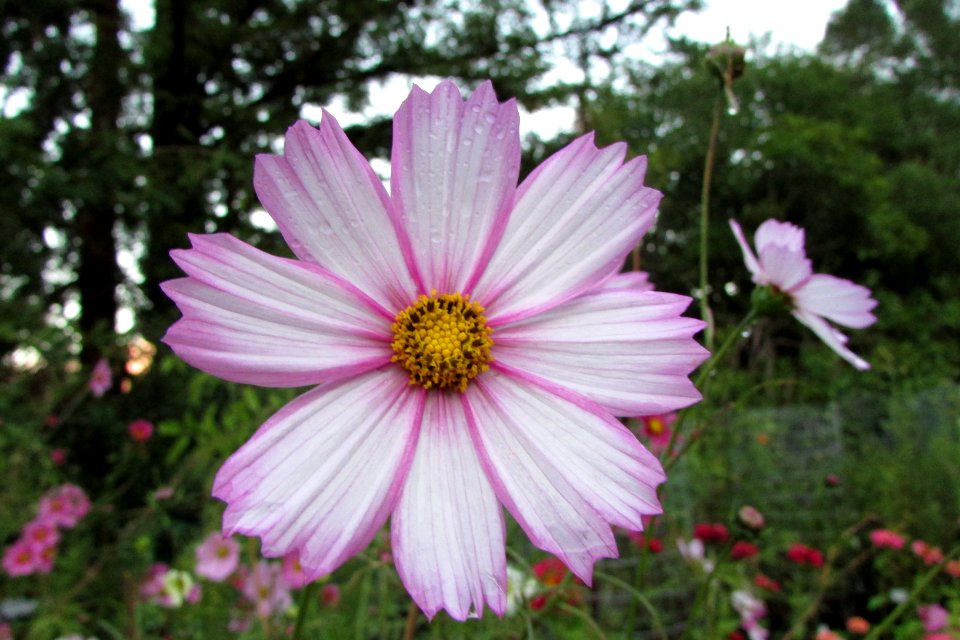 Cosmos bipinnatus IMG 8102