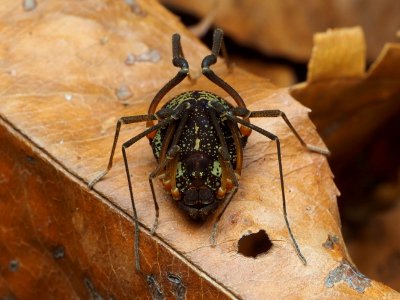 Cosmetidae 105940604