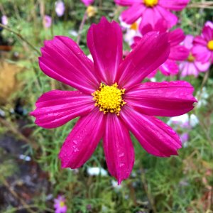 Cosmos bipinnatus IMG 7394--