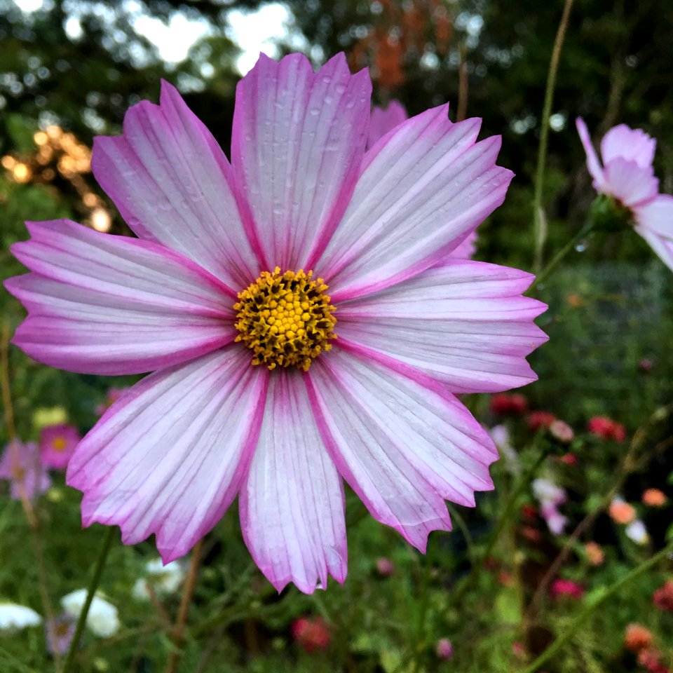 Cosmos bipinnatus IMG 7368---