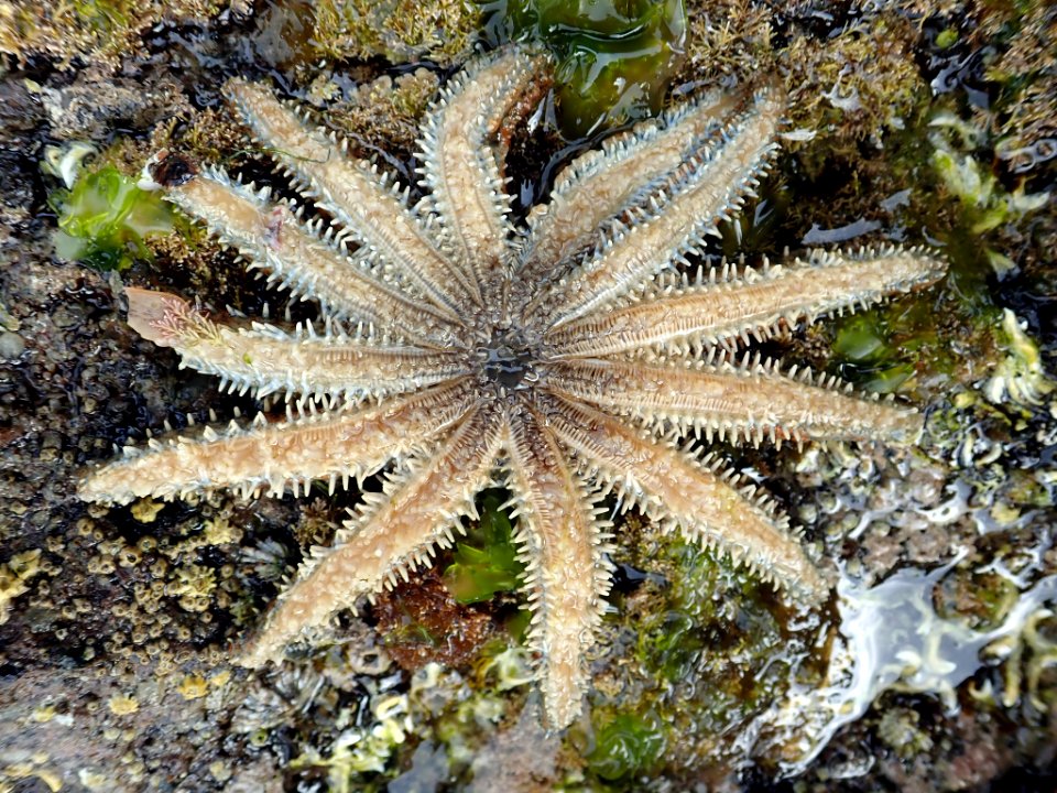 Coscinasterias muricata 58262959