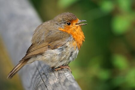 Old world flycatcher bettel flight nature photo