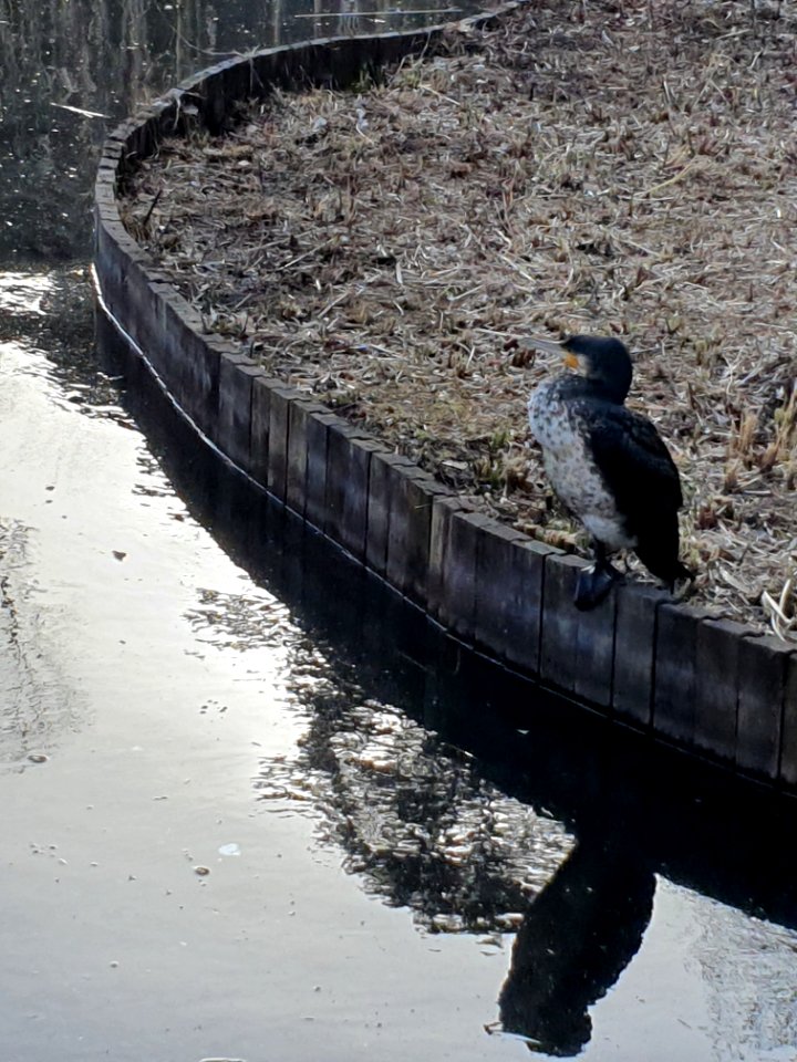 Cormorant at Institute for Nature Study